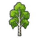 Birch