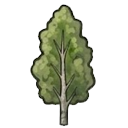 Poplar