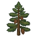 Spruce