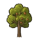 Beech