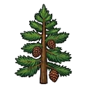 Pine